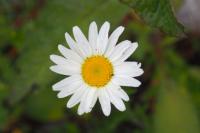 Leucanthemum vulgare