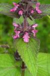 Stachys alpina
