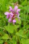 Lamium maculatum