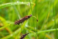 Carex flacca