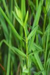 Gentiana pneumonanthe