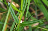 Gentiana pneumonanthe