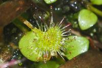 Drosera rotundifolia