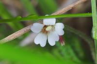 Pinguicula lusitanica