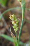 Carex panicea