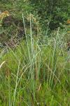 Cladium mariscus