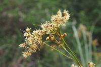Cladium mariscus