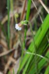 Pinguicula lusitanica