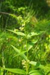 Vincetoxicum hirundinaria