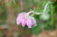 Erica tetralix