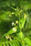 Vincetoxicum hirundinaria