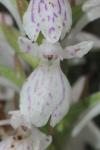 Dactylorhiza maculata
