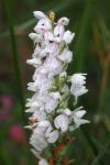 Dactylorhiza maculata