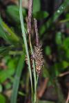 Carex flacca