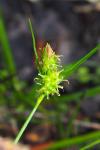 Carex demissa