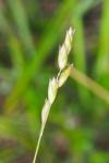 Danthonia decumbens