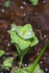 Hypericum elodes