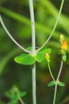 Hypericum pulchrum