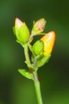 Hypericum pulchrum