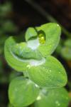 Hypericum elodes
