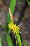 Carex demissa