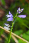 Polygala vulgaris