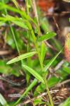Polygala vulgaris