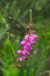 Erica ciliaris