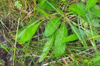 Succisa pratensis