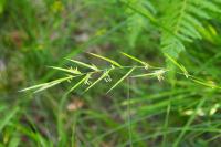 Brachypodium rupestre