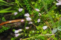 Lysimachia tenella