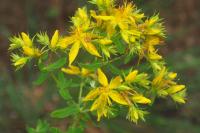 Hypericum perfoliatum