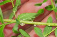Hypericum perfoliatum