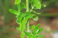 Hypericum perfoliatum