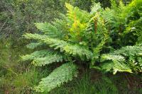 Osmunda regalis