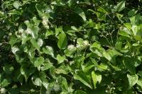 Clematis vitalba