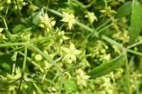 Rubia peregrina