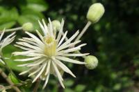 Clematis vitalba