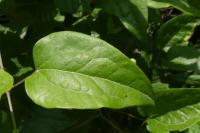 Clematis vitalba