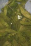 Sagittaria graminea
