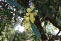 Acacia retinodes