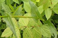 Bistorta officinalis