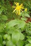 Doronicum austriacum
