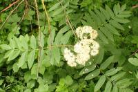Sorbus aucuparia