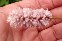 Bistorta officinalis