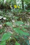 Jacobaea aquatica