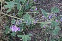 Malva sylvestris