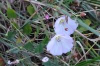 Convolvulus arvensis
