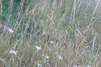 Dactylis glomerata