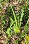 Narthecium ossifragum